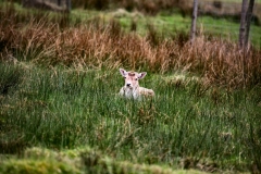 LymeParkAgain_0829