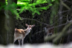 LyneParkDeer_0009