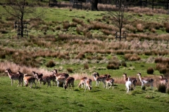 LyneParkDeer_0068