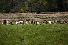 LyneParkDeer_0101