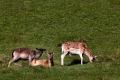 LyneParkDeer_0234