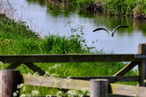 2010-05-22---Martin-Mere-4