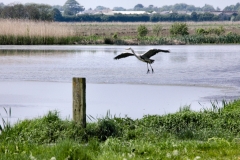 MartinMere_0088