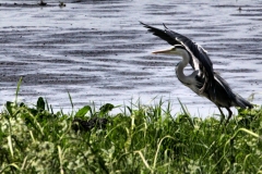 MartinMere_0095