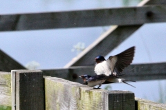 MartinMere_0193