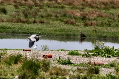 MartinMere_0302