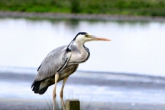 MartinMere_0376