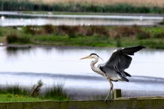 MartinMere_0402