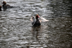 MartinMere_0685