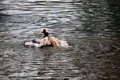 MartinMere_0688