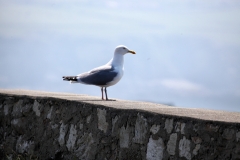 SouthStack_0687