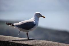 SouthStack_0713