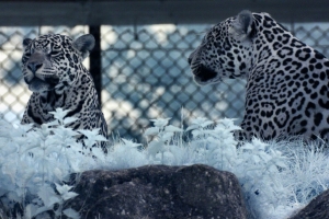 2010-05-24---Chester-Zoo-10