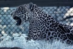 ChesterZoo_0005