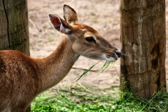 ChesterZoo_0044