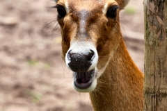 ChesterZoo_0063