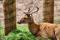 ChesterZoo_0093