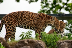 ChesterZoo_0294