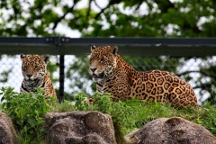 ChesterZoo_0333