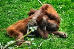 ChesterZoo_0378