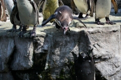 ChesterZoo_0889