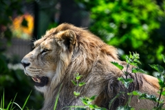 ChesterZoo_0984