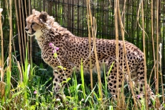 ChesterZoo_1019