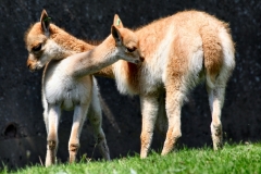 ChesterZoo_1080