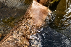ChestnutCentre_0263