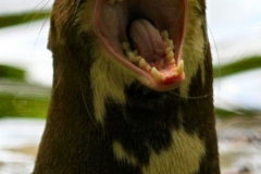 ChestnutCentre_0713