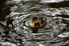 MartinMere5_0251