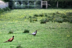 MartinMere5_0386