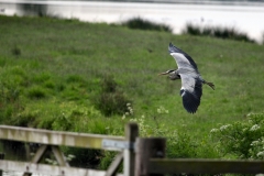 MartinMere5_0751