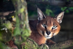 TheCatSanc_0035