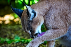 TheCatSanc_0114
