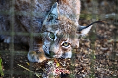 TheCatSanc_0146