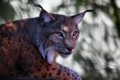 TheCatSanc_0179