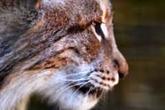 TheCatSanc_0221