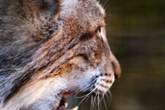 TheCatSanc_0230