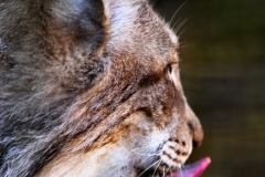 TheCatSanc_0233