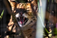 TheCatSanc_0428
