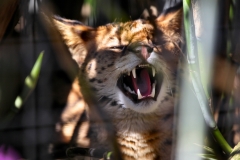 TheCatSanc_0430
