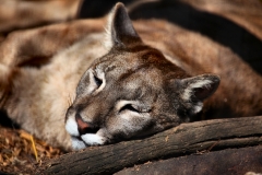 TheCatSanc_0523