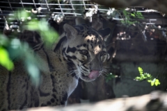 TheCatSanc_0835
