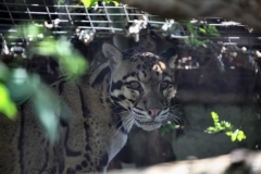 TheCatSanc_0838