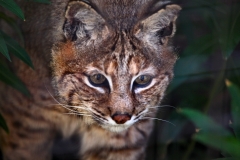 TheCatSanc_0896