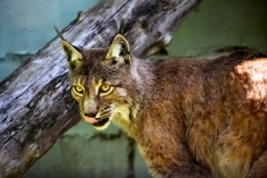 TheCatSanc_0926