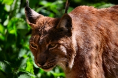 TheCatSanc_0932