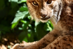 TheCatSanc_0946