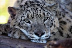 TheCatSanc_1178